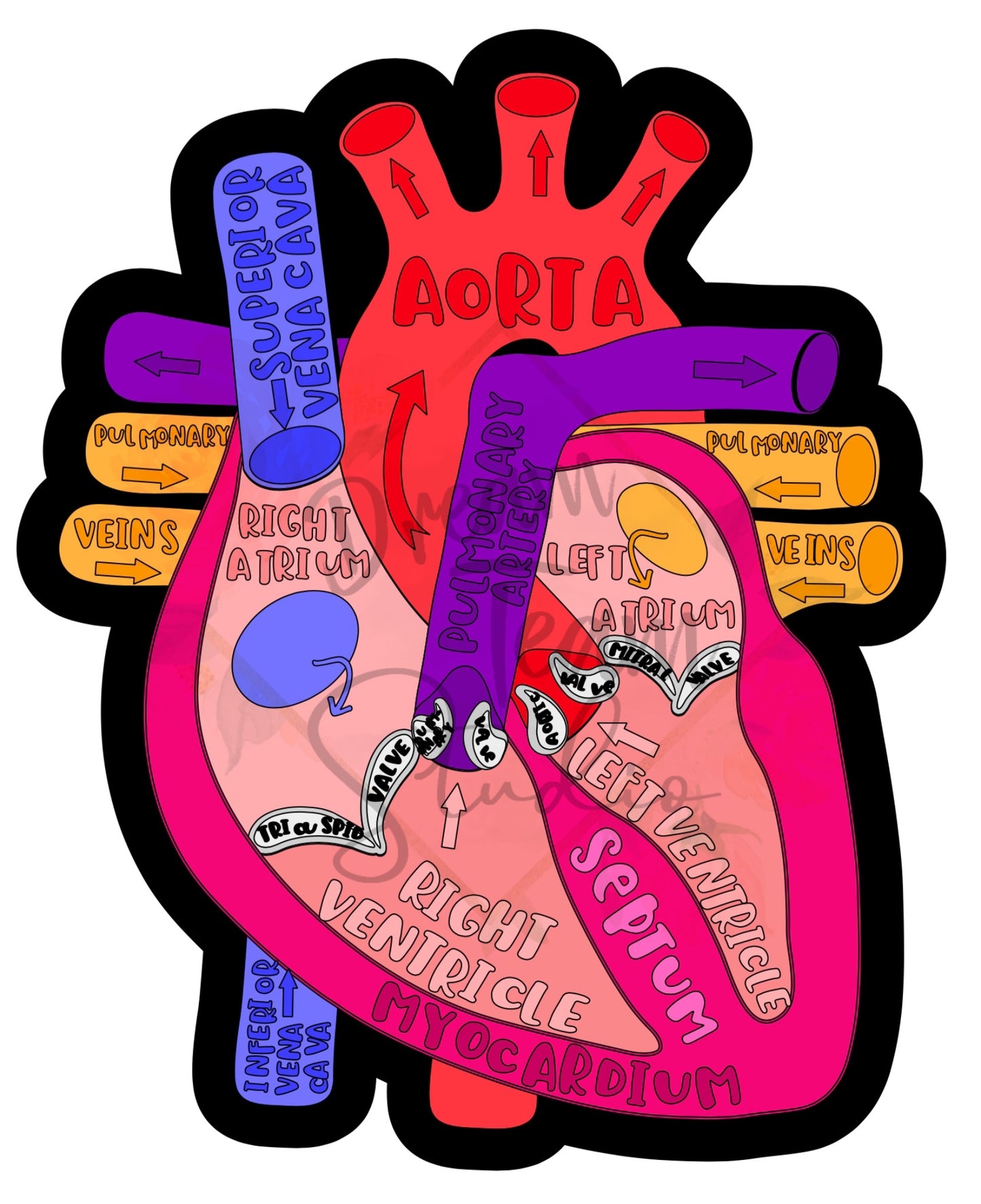 Labeled Anatomical Heart Badge Reel