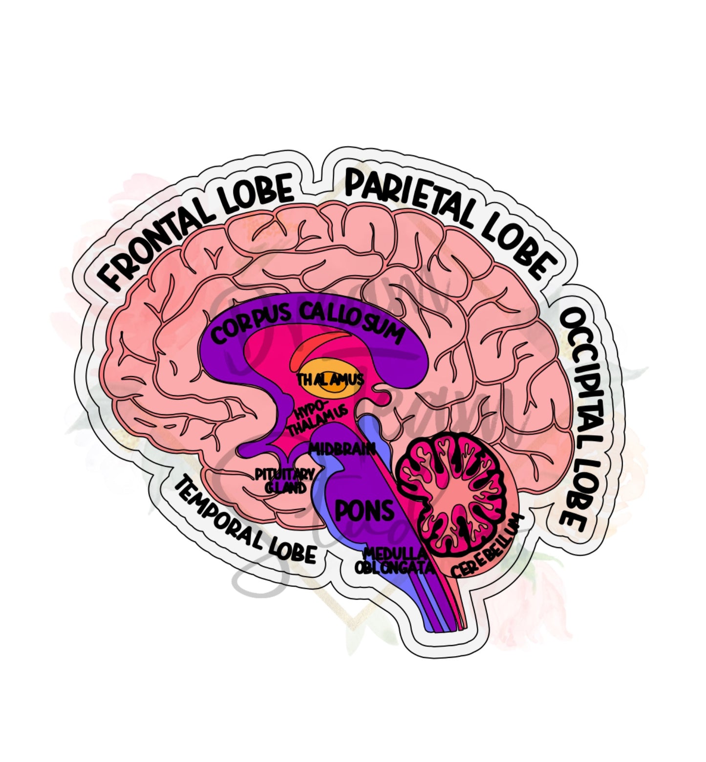 Labeled Brain